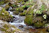 Salita al Bivacco Testa risalendo la splendida, selvaggia Val Vertova, ricca di vegetazione e di acqua! - FOTOGALLERY